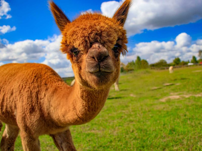 alpaca-welkom.1920x0x0x100